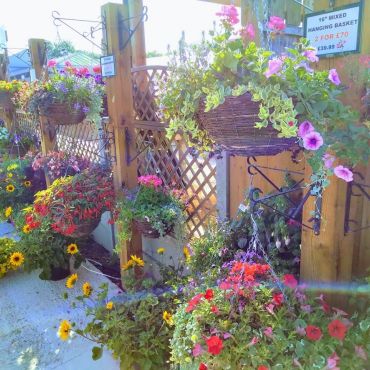 Own Grown Hanging Baskets