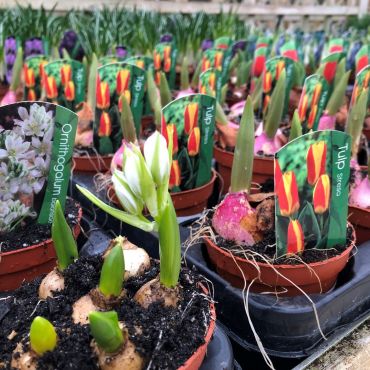 Potted Bulbs