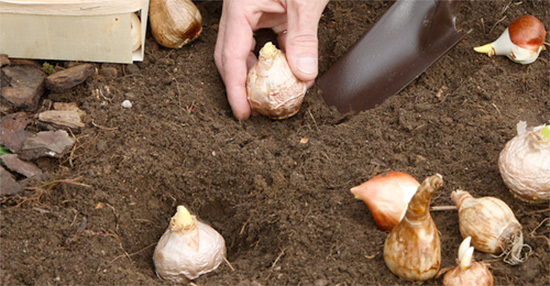 planting onion bulbs