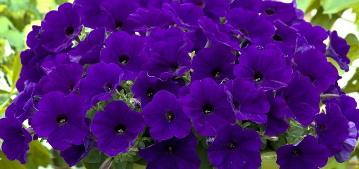 growing purple petunias