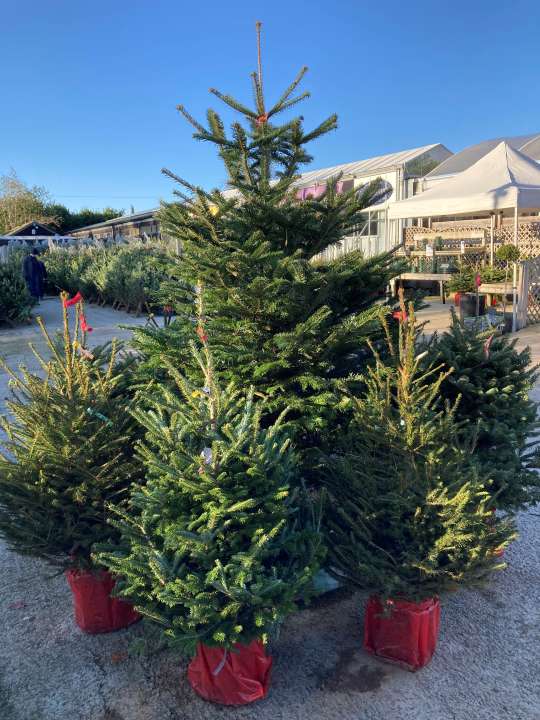potted christmas trees at carpenters nursery garden centre