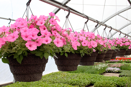 surfinias growing in hanging baskets