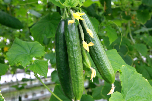 fresh cucumber growing