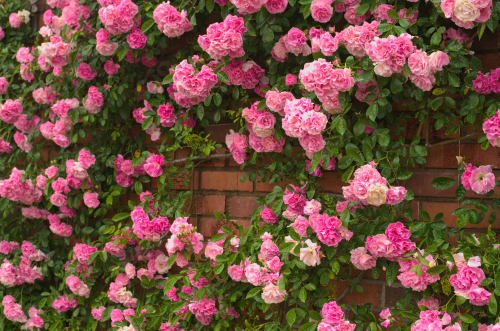 pink climbing roses