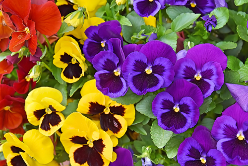 growing pansies