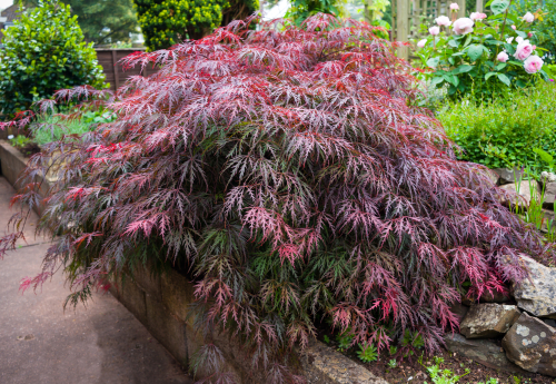 acer japanese maple