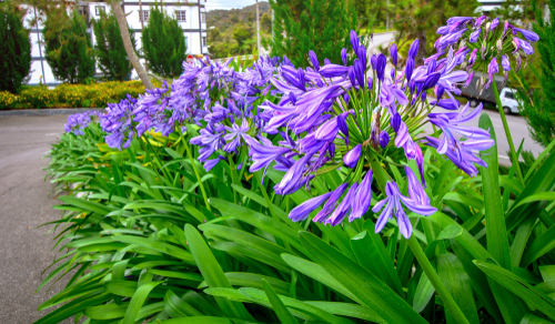 agapanthus