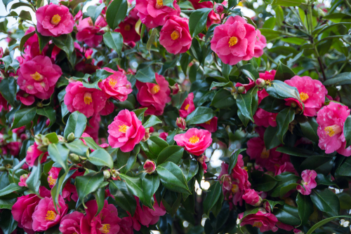 camellias growing