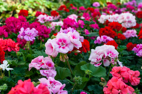 growing geraniums