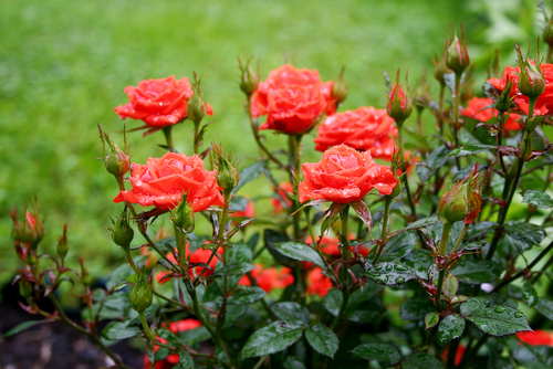 red bush roses