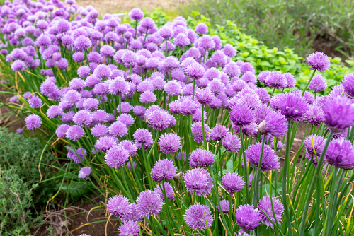 chives growing in a field