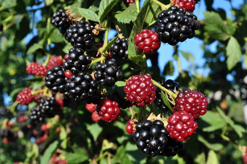blackberries growing wild