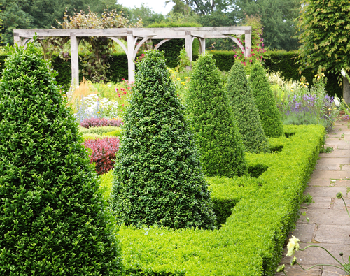 taxus pyramid