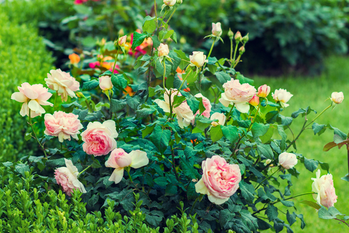 pink roses growing in the garden