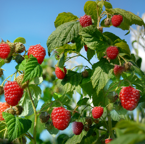 wild raspberry canes growing