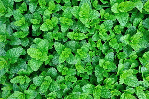 fresh mint growing