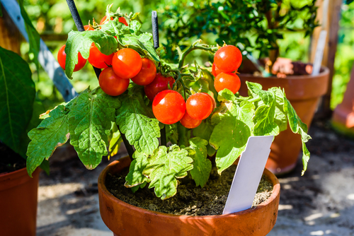 tomato plants growing in a pot
