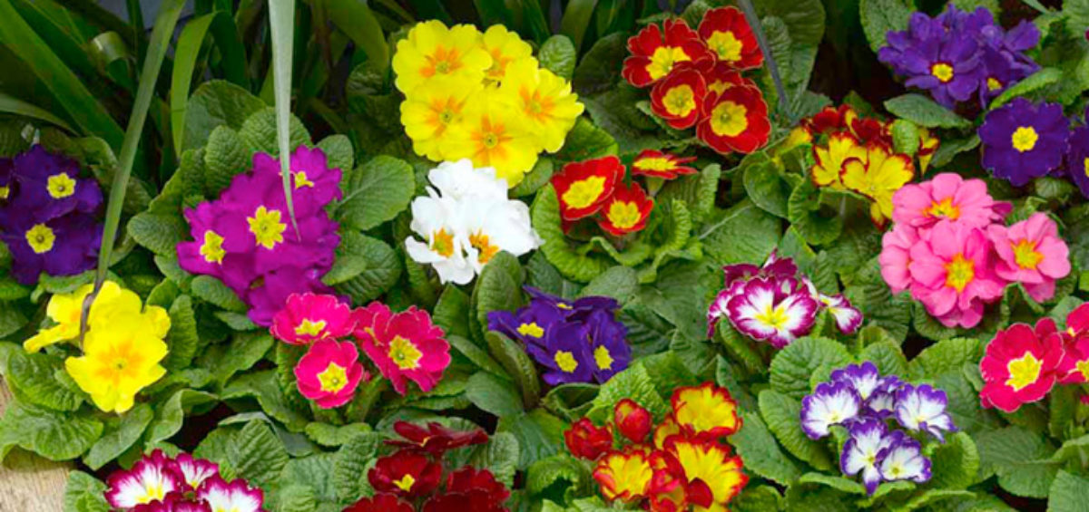 yellow, pink, purple, red, white primroses